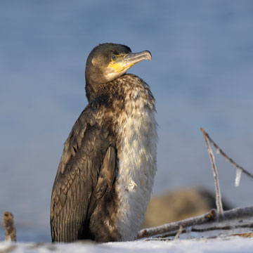 Great Cormorant