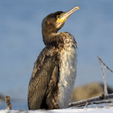 Great Cormorant