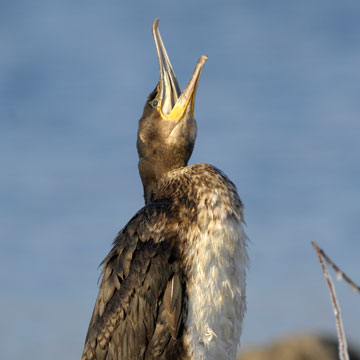 Great Cormorant