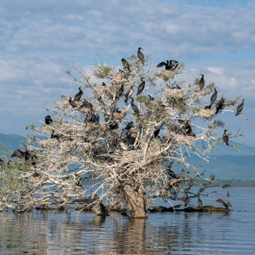 Great Cormorant