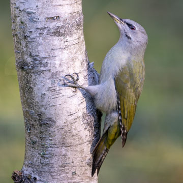 Grey-headed Woodpecker