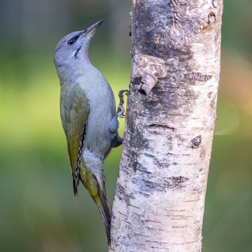 Grey-headed Woodpecker