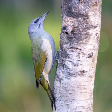 Grey-headed Woodpecker