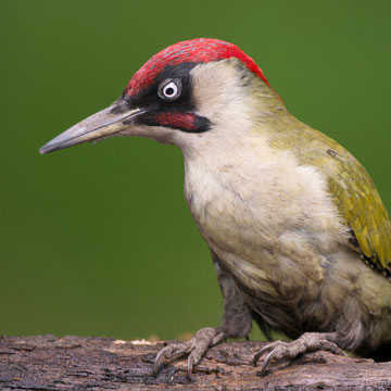 European Green Woodpecker