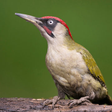 European Green Woodpecker