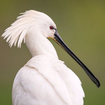 Eurasian Spoonbill