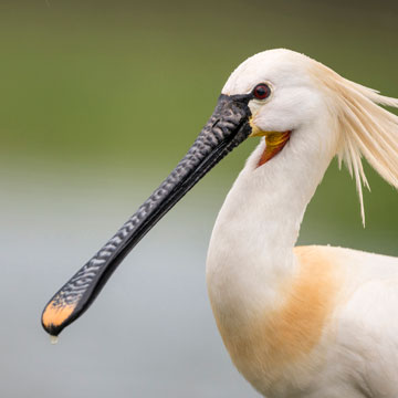 Eurasian Spoonbill