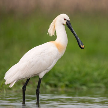 Eurasian Spoonbill