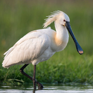 Eurasian Spoonbill