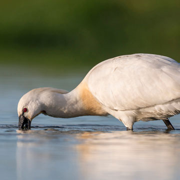 Eurasian Spoonbill