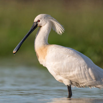 Eurasian Spoonbill