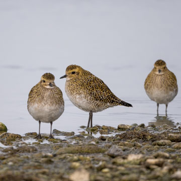 European Golden Plover