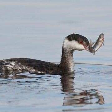 Horned Grebe