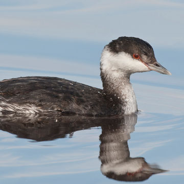 Horned Grebe