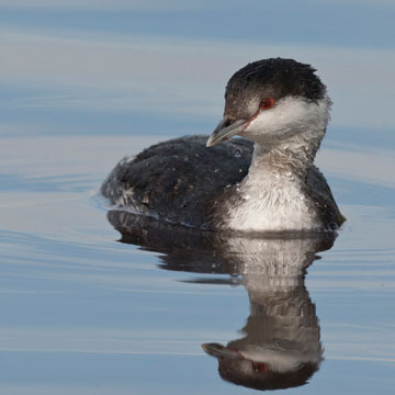 Horned Grebe