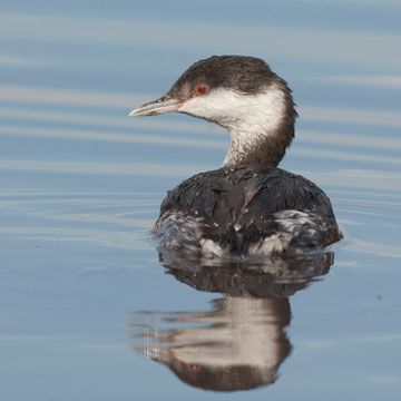 Horned Grebe