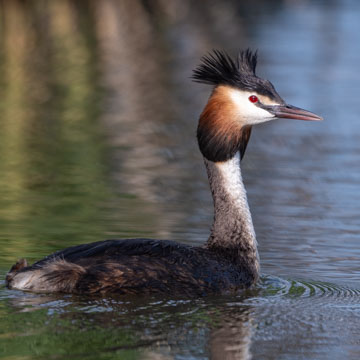 Great Crested Grebe