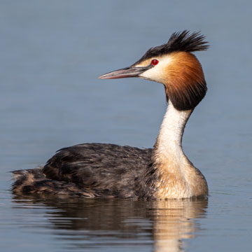 Great Crested Grebe