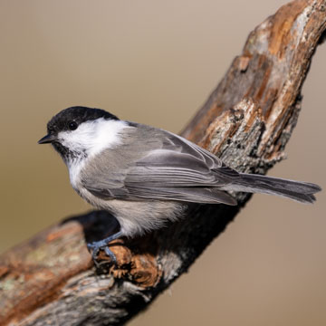 Willow Tit