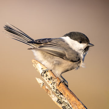 Willow Tit