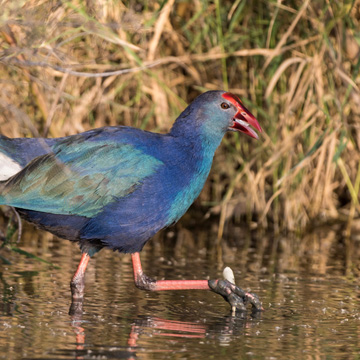 Graukopf-Purpurhuhn