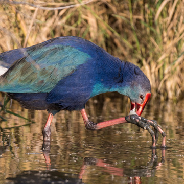 Graukopf-Purpurhuhn