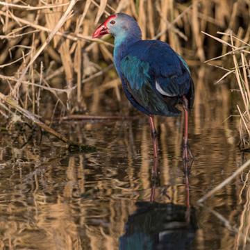 Graukopf-Purpurhuhn