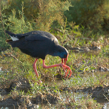 Western Swamphen