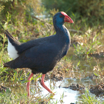 Western Swamphen