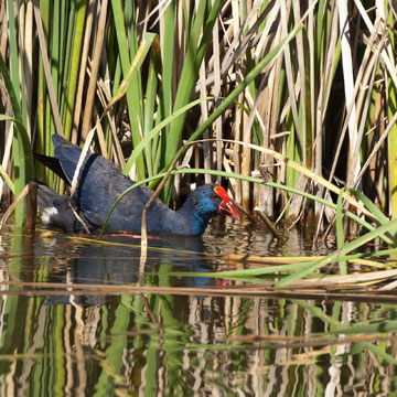 Western Swamphen