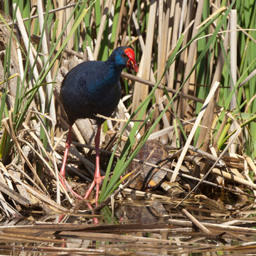 Western Swamphen