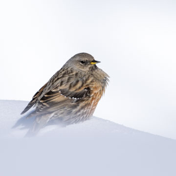 Alpine Accentor