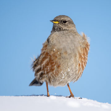 Alpine Accentor