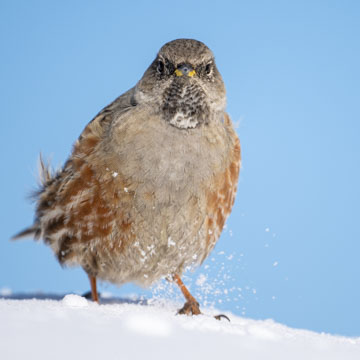 Alpine Accentor