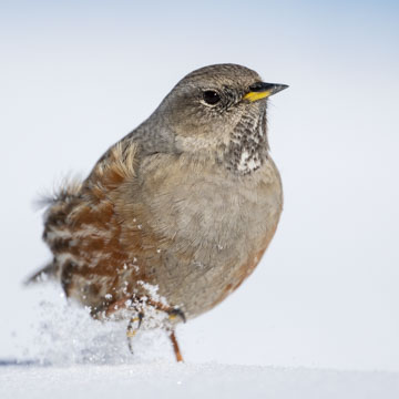 Alpine Accentor