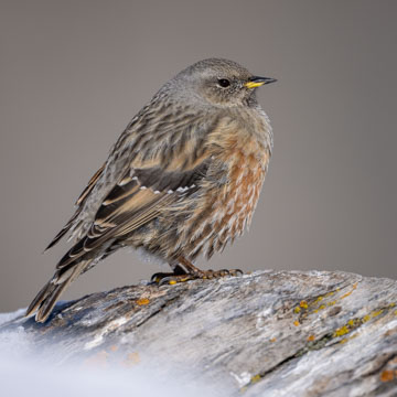 Alpine Accentor