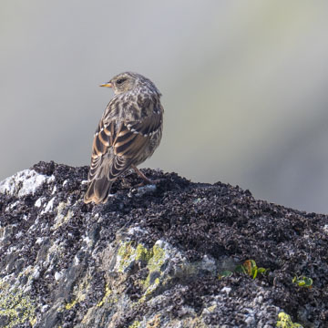 Alpine Accentor