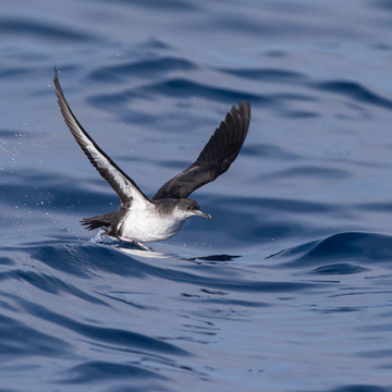 Manx Shearwater