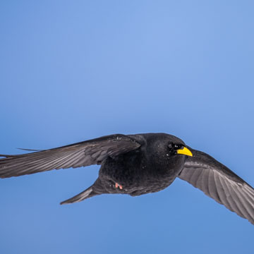 Alpine Chough