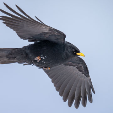 Alpine Chough