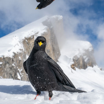 Alpine Chough