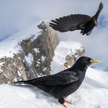 Alpine Chough