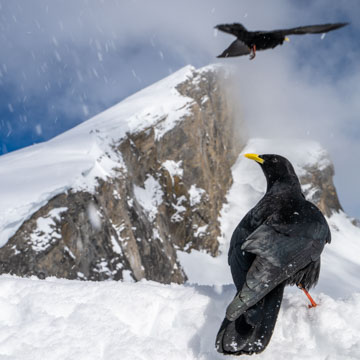 Alpine Chough