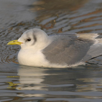 Black-legged Kittiwake