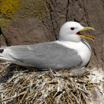 Black-legged Kittiwake