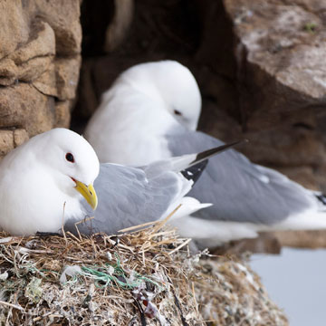 Black-legged Kittiwake