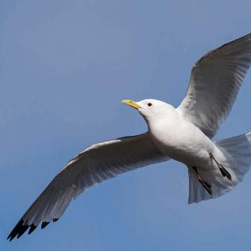 Black-legged Kittiwake