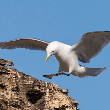 Black-legged Kittiwake