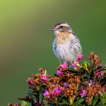 Whinchat