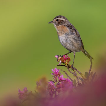 Braunkehlchen